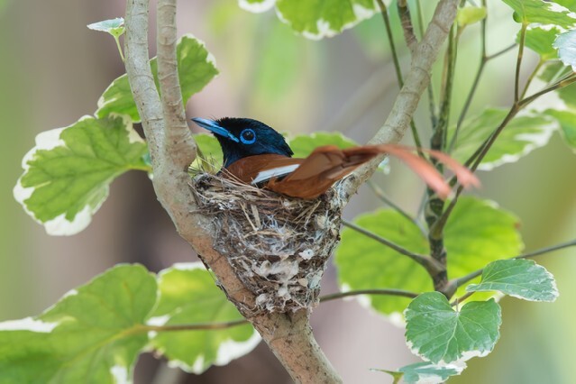 A male African Paradise Flycatcher (Terpsiphone viridis) sitting on its nest